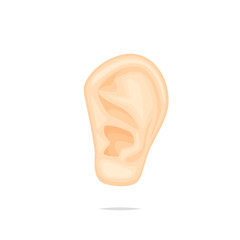 Ear anatomy vector isolated illustration