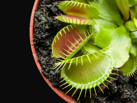 exotic insect-eating predator flower Venus flytrap isolated on black background