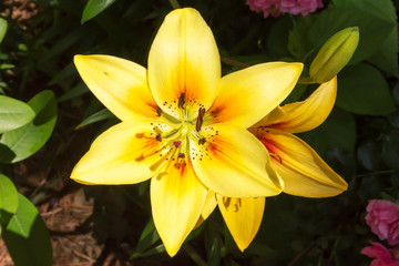 Golden stargazer lily