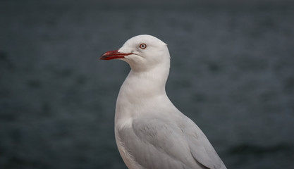 Seagull close up on a grey background