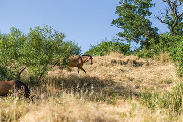 Wild Horses in Avila, Spain
