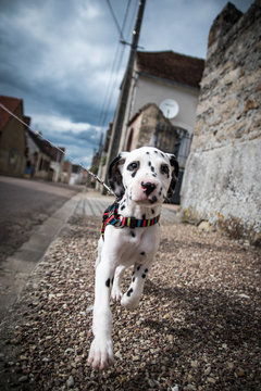 Neya le dalmatien