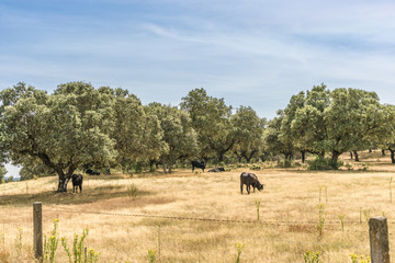 Beautiful landscape of bulls of Avila, Spain