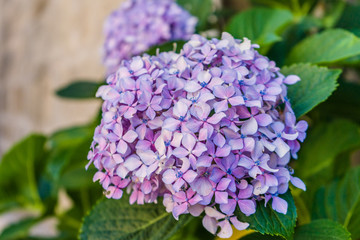 Fototapeta premium Purple flower in summer
