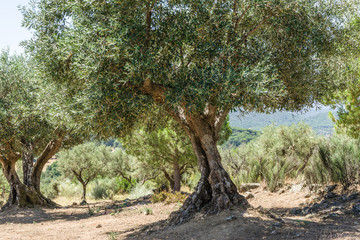 Typical Spanish olive - 162375835