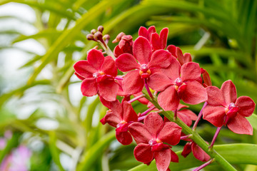 Red orchid flowers