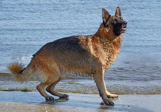 Wet dog breed East European Shepherd near the water