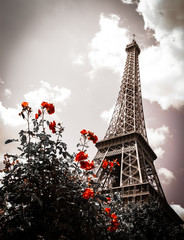 Eiffel tower and red rose shrub. Sepia. Vignette.