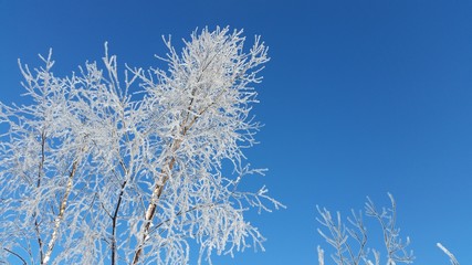 Ice crystals on a tree in Norway