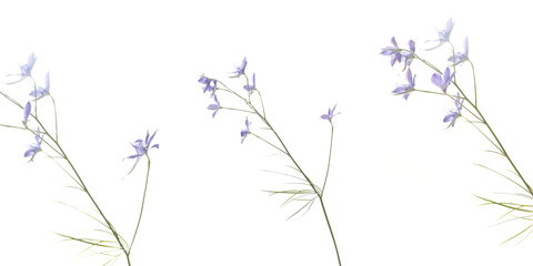 Colombine azzurre in sfondo bianco