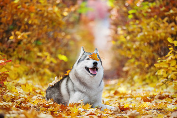 Funny siberian Husky