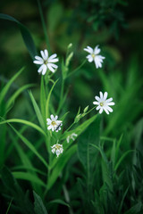 White flowers with green grass
