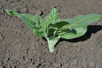 Tobacco plant growing, first leaves, close-up