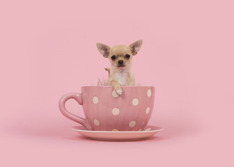 Cute chihuahua puppy dog sitting in a pink cup and saucer on a pink background