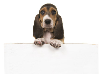 Cute french basset puppy hanging over a white wooden board with space for text on a white background