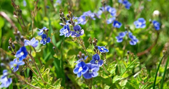 Blue wildflowers of Veronica chamaedrys. Flowers germander speedwell are swaying in the wind. Focus on the central part, blurred background.