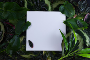 fresh green exotic leaves frame with copy space on empty paper note