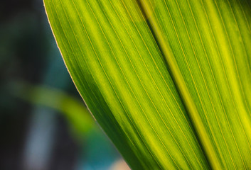 Corn leaf - close up