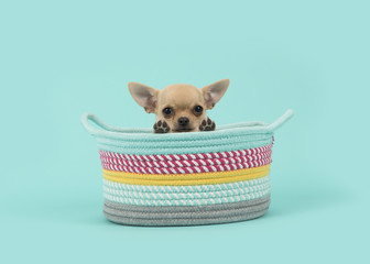 Cute brown chihuahua puppy dog in a colored basket looking over the edge of the basket on a...