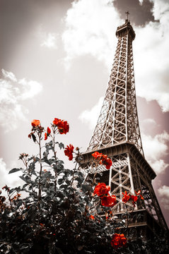Fototapeta Eiffel tower and red rose shrub. Sepia. Vignette.