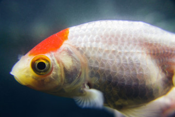 Lionhead goldfish, Carassius auratus