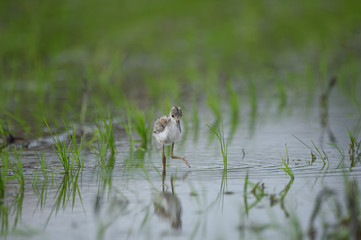 セイタカシギの雛