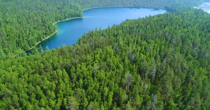 Aerial View Lake in forest during summer day aerial drone shot over the siberian pine forest. Siberia, Russia. The lungs of the planet, ecology concept.