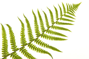 Large fern leaf isolated on a white background