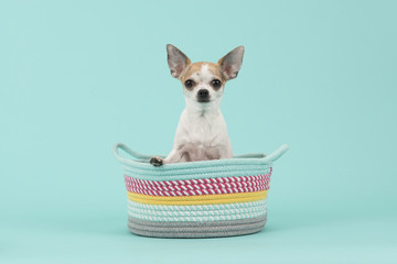 Cute white and brown chihuahua sitting in a colored basket on a turquoise blue background