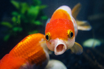 Lionhead goldfish, Carassius auratus