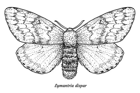 Gypsy moth illustration, drawing, engraving, ink, line art, vector