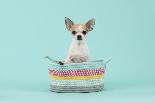 Cute white and brown chihuahua sitting in a colored basket on a turquoise blue background