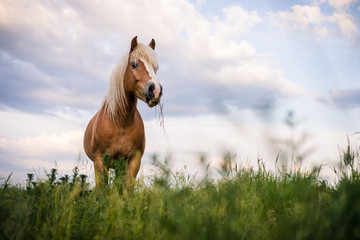 Pferd in der Wildnis II
