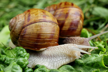 Snail couple. Snail love analogy.Concept of love