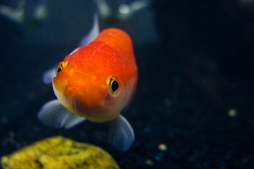 Lionhead goldfish, Carassius auratus