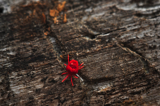 Red Velvet Mite or Rainbug on the wood.