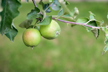 Green apples in a garden