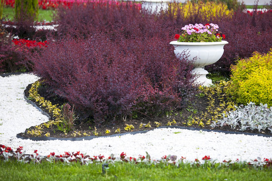 the Decorative flowerbed with multi-colored shrubs with ceramic vases with geraniums