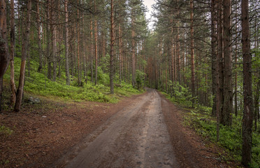 Fototapeta na wymiar Road in the forest