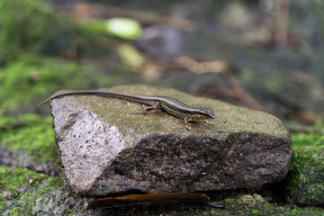 Variabled Skink, Speckled Sun Skink on the rock in tropical rain forest.