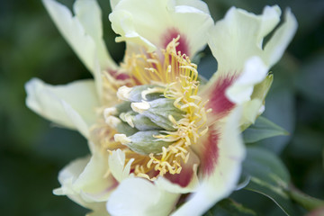 the bunch of pink sarah bernhardt cut out peonies in a turquoise glass bottle on a white wooden...