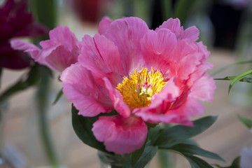 the bunch of pink sarah bernhardt cut out peonies in a turquoise glass bottle on a white wooden...