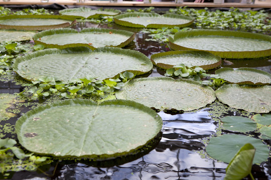 Victoria amazonica regia giant water lily floating float leaves pad pads