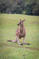Baby kangaroo on a grass field looking left in Queensland Australia