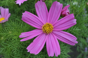 Obraz premium Margaritten