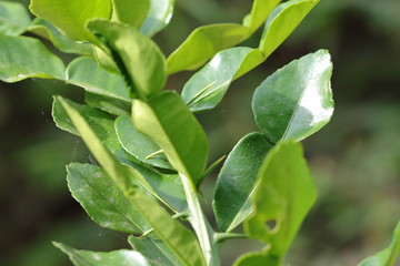 Leaf lime green in the rainy season.