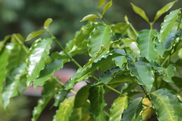 Coffee tree