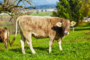 cows at summer green field. Cow on a summer pasture