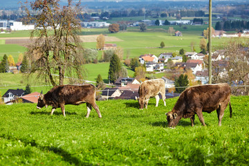 Cows grazing on a green summer meadow. Herd of cows. Cows on the field