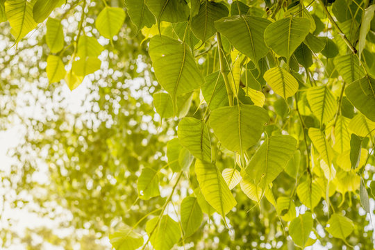 background of bo tree with warm tone with light beam and bokeh, Buddha's birth day, Buddha jayanti